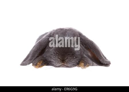 lop-eared rabbit Stock Photo