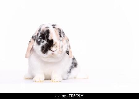 lop-eared rabbit Stock Photo