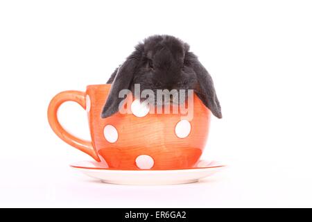 lop-eared rabbit Stock Photo