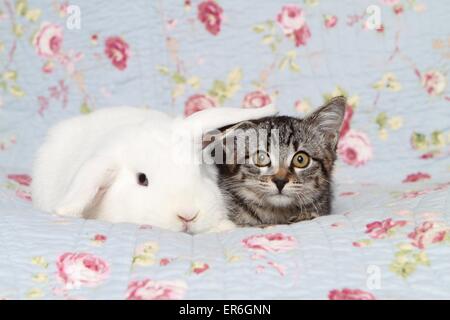 kitten and rabbit Stock Photo