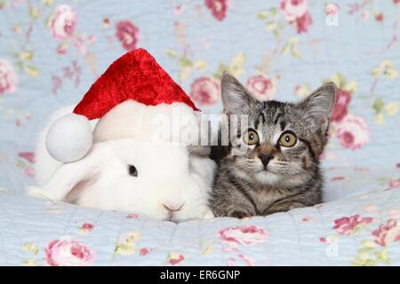 kitten and rabbit Stock Photo