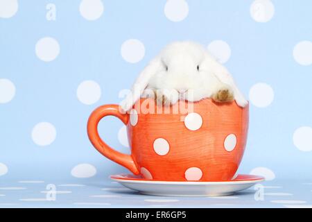 lop-eared rabbit Stock Photo