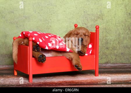 sleeping Labrador Retriever puppy Stock Photo