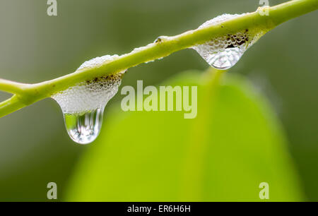 Cuckoo Spit, foam from plant sap caused by a froghopper or Spittle bug. Water drop. Stock Photo