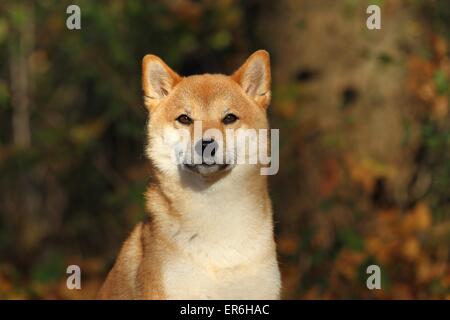 Shiba Inu Portrait Stock Photo