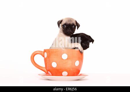 2 pug puppies Stock Photo