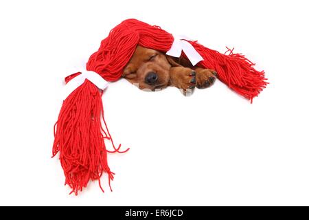 Labrador Retriever Puppy Stock Photo