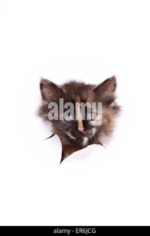 Norwegian Forest Cat Kitten Stock Photo