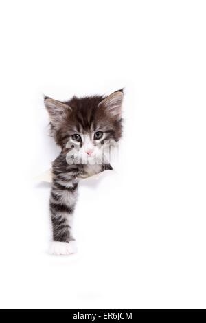 Norwegian Forest Cat Kitten Stock Photo