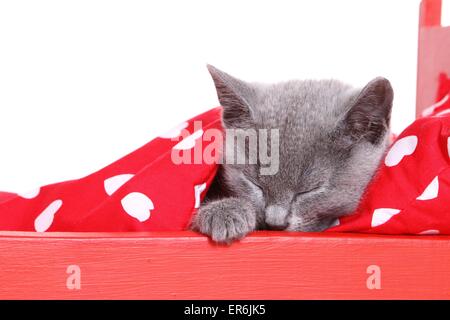 Russian Blue Kitten Stock Photo