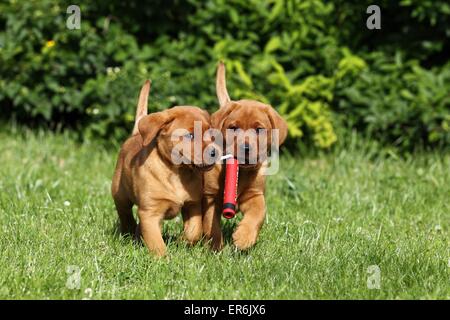 2 Labrador Retriever Puppies Stock Photo