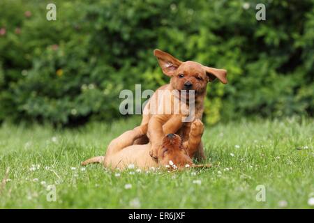 2 Labrador Retriever Puppies Stock Photo