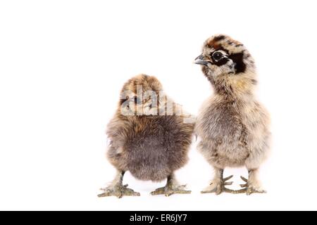 Silky Fowl chicks Stock Photo