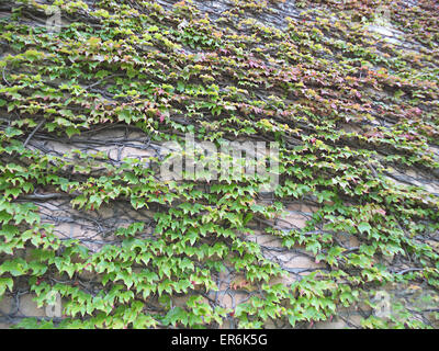 Creeper on stone wall Stock Photo