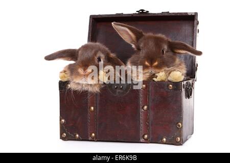 Mini Lop Stock Photo
