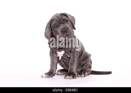 Mastino Napoletano Puppy Stock Photo