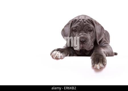 Mastino Napoletano Puppy Stock Photo