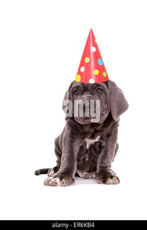 Mastino Napoletano Puppy Stock Photo