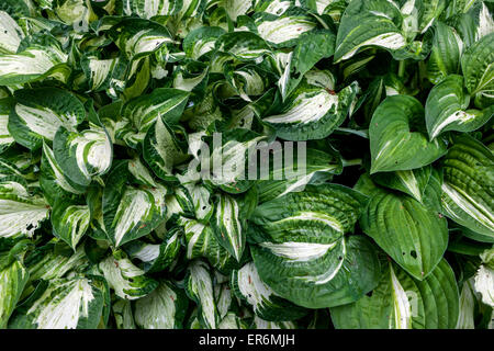 Hosta plant 'Allegan Fog' varirgated leaves Stock Photo