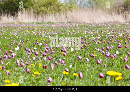 Snake's Head Fritillaries (Fritillaria meleagris) growing on North Meadow, Cricklade, Wiltshire UK - An SSSI and an NNR
