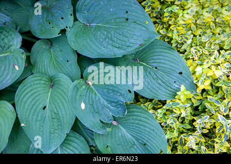 Plant with decorative and ornamental foliage - Hosta, Euonymus fortunei 'Emerald Gold' Stock Photo