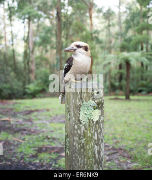 Laughing Kookaburra sitting on wooden pole. Stock Photo