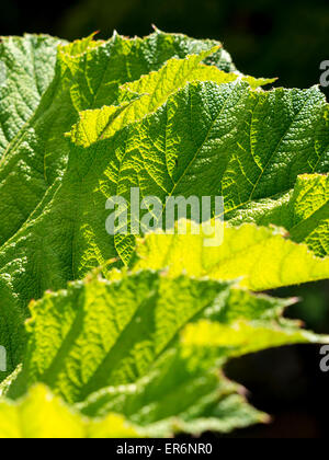 semi transparent green plant in a garden,Derbyshire,UK. Stock Photo