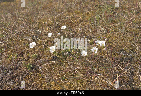 Arctic mouse-ear chickweed (Cerastium arcticum), Barentsoya, Svalbard. Stock Photo