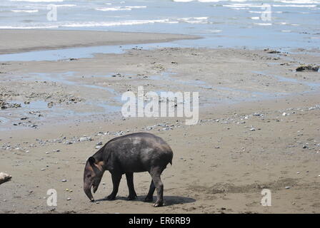 Baird's Tapir foraging on the beach at the Corcovado National Park, Costa Rica Stock Photo