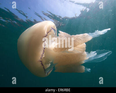 Barrel jellyfish  underwater near a beach along the south coast of England Stock Photo