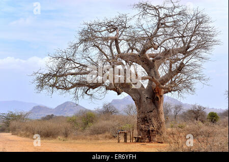Baobab Tree Stock Photo