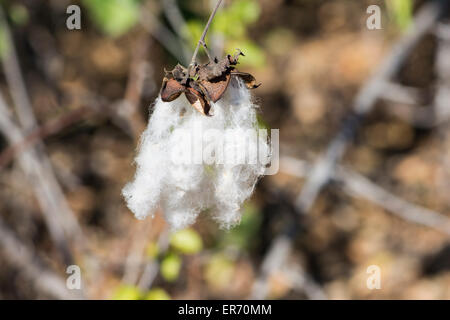 Wild cotton growing in the Kruger National Park Stock Photo