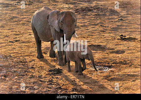 Young elephant and its mother in Aberdare Stock Photo