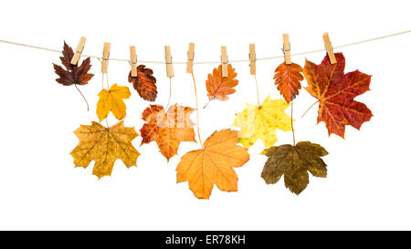 autumn leaves on a wooden clothespin isolated Stock Photo