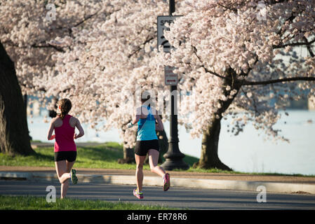 WASHINGTON DC, United States — Runners pass by Washington DC's famous cherry blossoms in full bloom during the running of the annual Cherry Blossom 10-Miler. The Cherry Blossom 10-Miler (formally the Credit Union Cherry Blossom 10 Mile Run) is held each spring during the National Cherry Blossom Festival and attracts tends of thousands of runners. Stock Photo