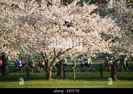 WASHINGTON DC, United States — Runners pass by Washington DC's famous cherry blossoms in full bloom during the running of the annual Cherry Blossom 10-Miler. The Cherry Blossom 10-Miler (formally the Credit Union Cherry Blossom 10 Mile Run) is held each spring during the National Cherry Blossom Festival and attracts tends of thousands of runners. Stock Photo