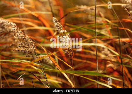 Grasses and waters at Dearne Valley RSPB, South Yorkshire Stock Photo