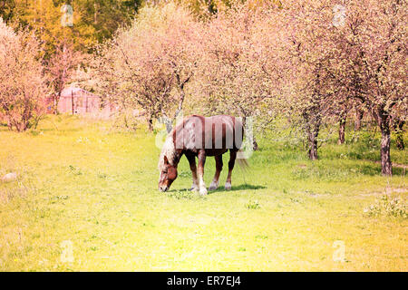 Beautiful horses on the background of the forest landscape photographed close up Stock Photo