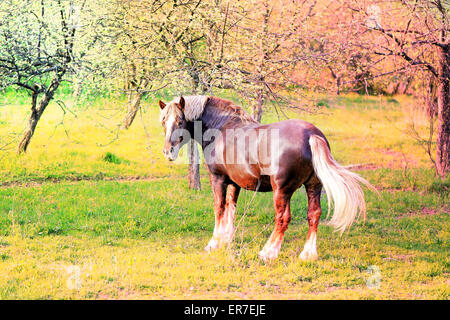 Beautiful horses on the background of the forest landscape photographed close up Stock Photo