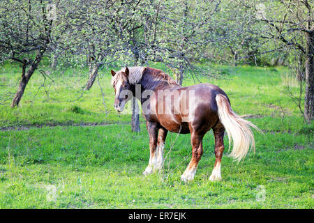 Beautiful horses on the background of the forest landscape photographed close up Stock Photo