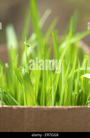 Green grass in a field photographed close up Stock Photo - Alamy