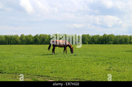 Beautiful horses on the background of the forest landscape photographed close up Stock Photo