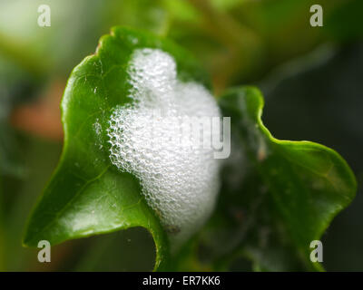 The protective covering of a spittlebug (Cercopidae family) on a leaf Stock Photo