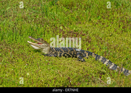 Alligator showing teeth on banks of Florida swamp Stock Photo