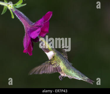 A ruby-throated hummingbird gathering nectar from a flower.