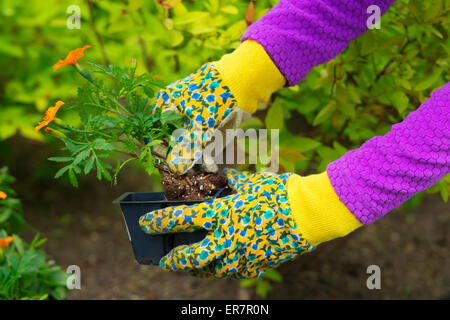 Gardening, Planting,  Flowers,  Woman holding flower plants to plant in garden, woman's hands in Gardening Gloves Stock Photo