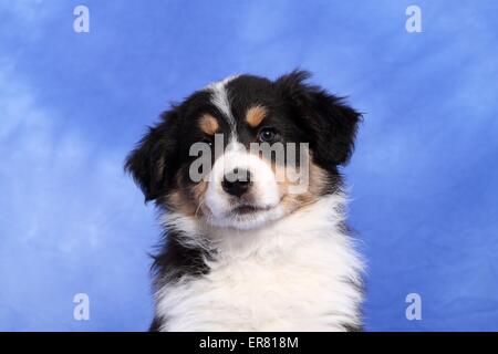 Australian Shepherd Puppy Stock Photo