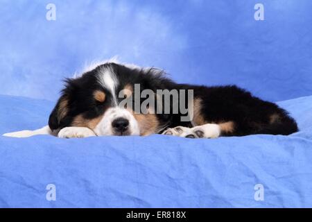 Australian Shepherd Puppy Stock Photo