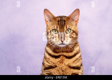 Bengal cat portrait Stock Photo