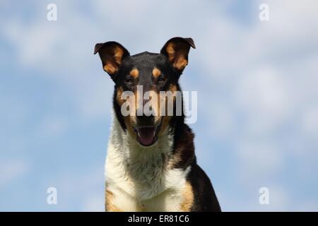 American Collie Portrait Stock Photo